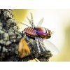 Koshinmushi beetle
