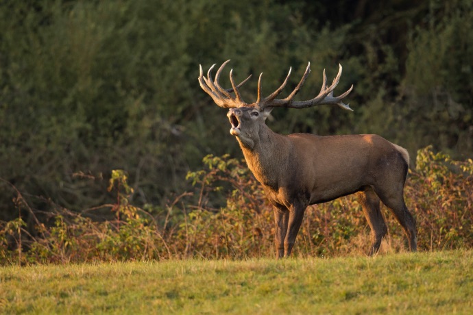 red-deer-nature-habitat-during-deer-rut-european-wildlife-2