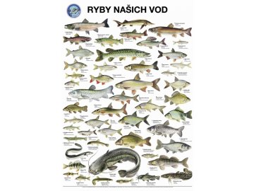Plakát Ryby našich vod s lištami na pověšení