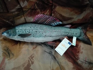 Polštář plyšová ryba - Lipan podhorní