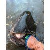 zfish sumcova rukavice catfish glove