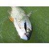 2968 1 spinbait 60 grade a bolen