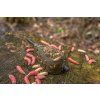 Camo Window Feeder (Gramáž 20 g)