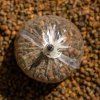 Transfer PVA Solid Bags (Velikost XSmall)