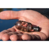 Carp Maggot Feeder (Gramáž : Small 12g)