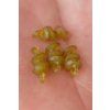 11996 1 korum vrtacky smokescreen meat screws 8 ks 1