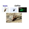 Nympha, 40 mm, 0,9 g (Varianta Nympha, 40 mm, 0,9 g Varianta: Coffee)