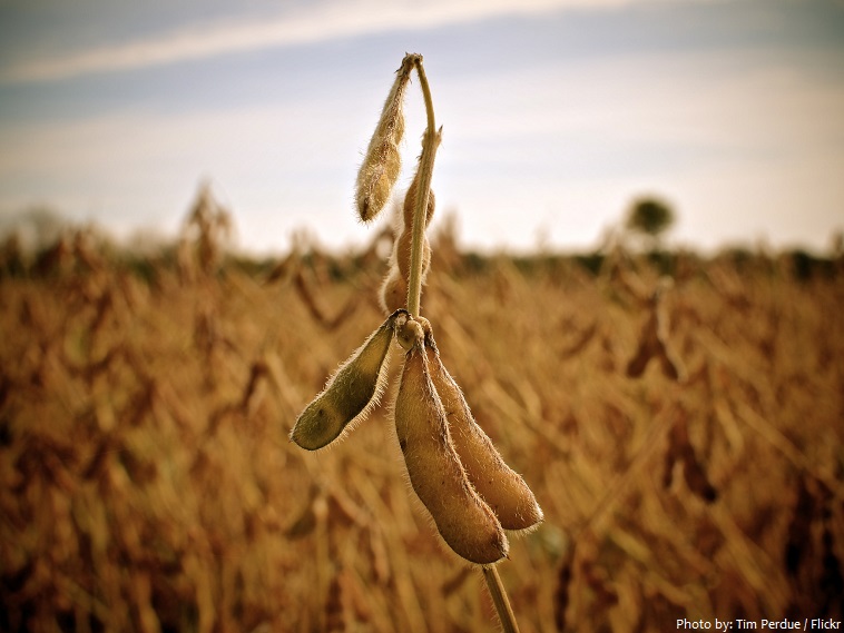 soybeans-fruit