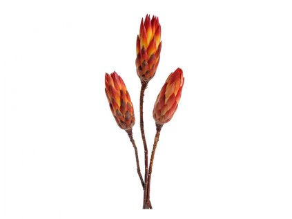 Dekorace sušiny PROTEA REPENS 3ks