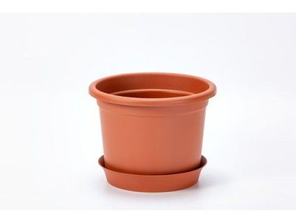 obal d19cm Narcis TER