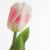 Umelý tulipán NATU 467 | ružová 41 cm