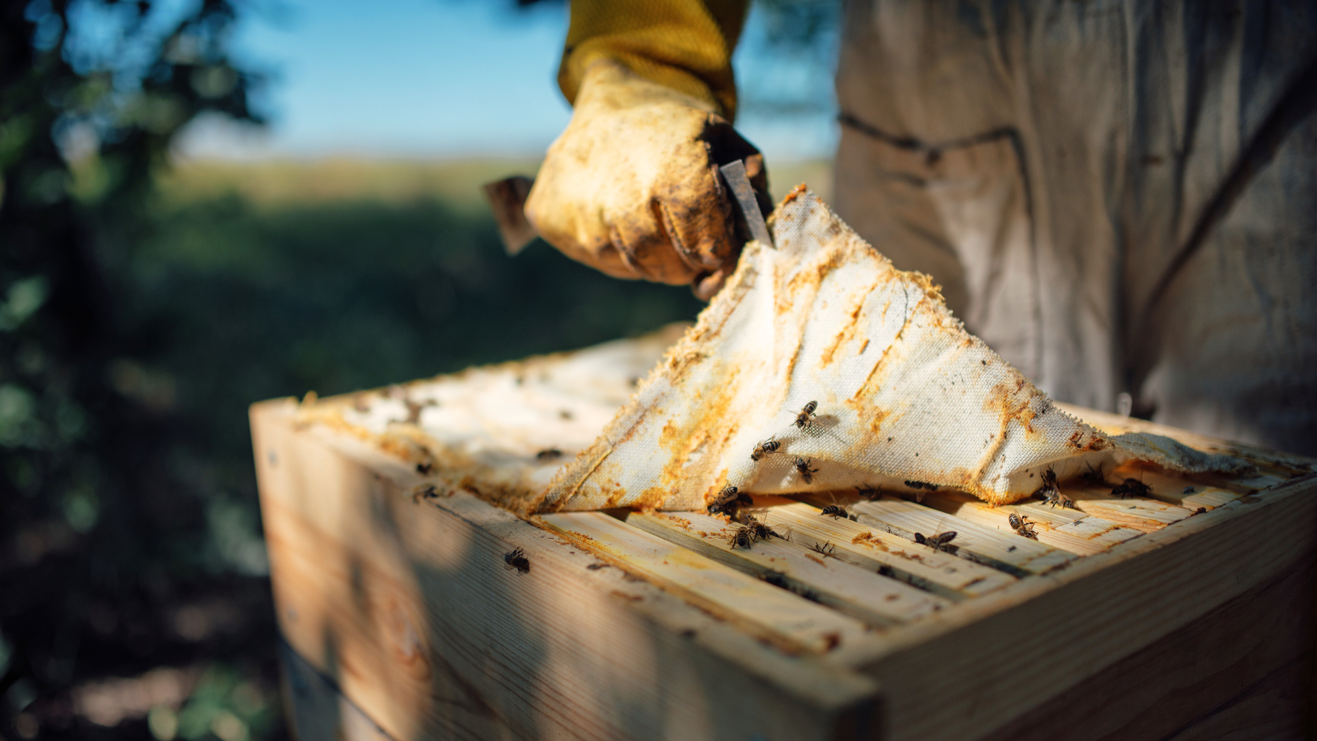 Propolis - poklad prírody