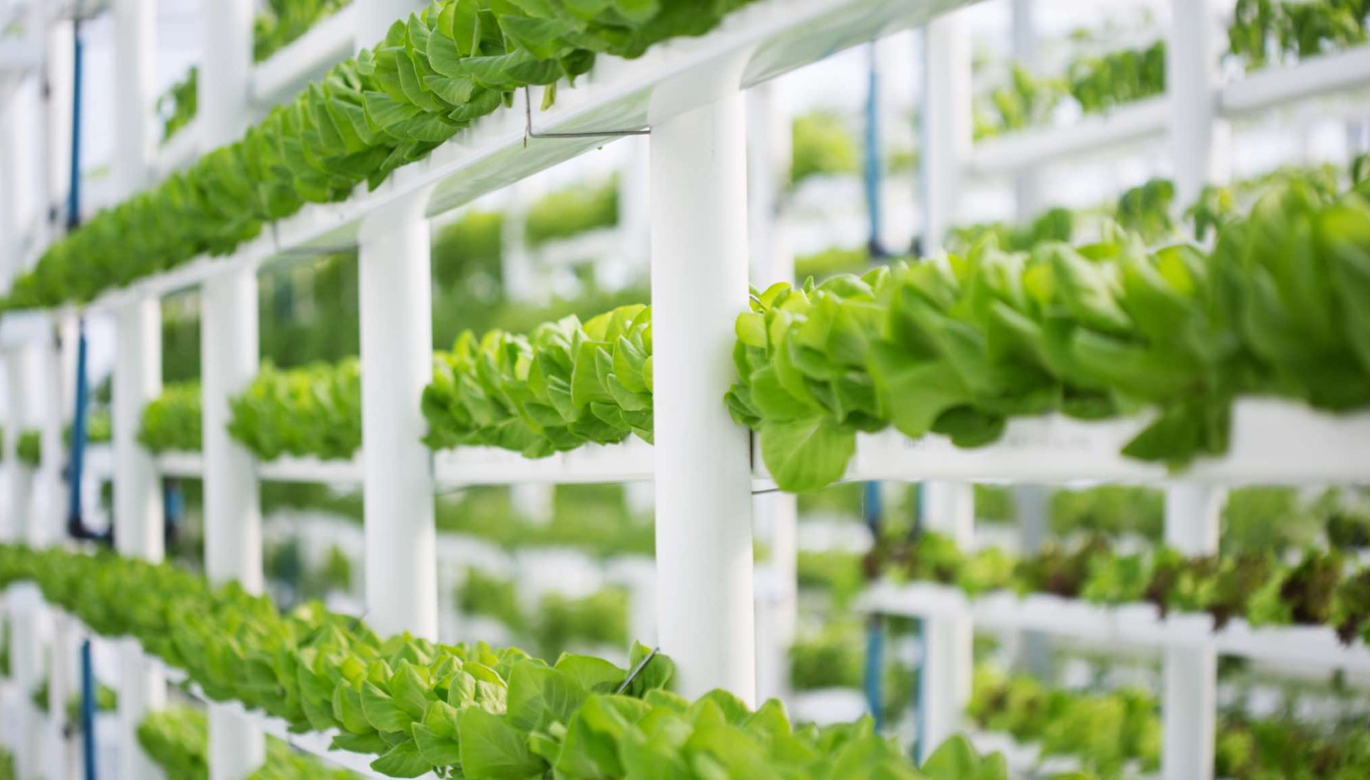 Hydroponia: Inovatívna metóda pestovania rastlín