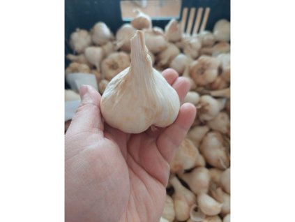 Cesnak biely 500g