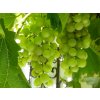 grapes g1926825bb 1280