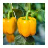 bio paprika zlta california wonder capsicum annuum bio semena papriky 10 ks