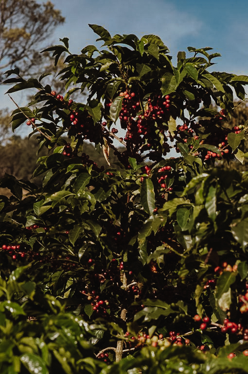 Výběrová káva: Co to je a proč na ní záleží?