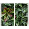 Umělý živý plot Blýskalka Photinia panel 50 x 50 cm 12 ks