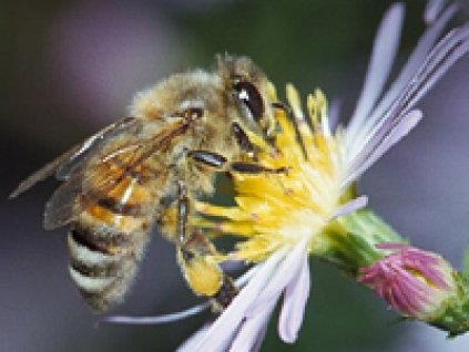 1 apis mellifera