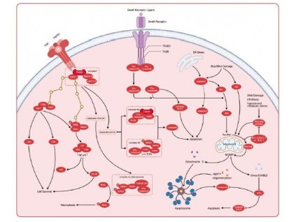 Apoptosis