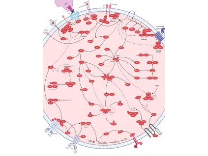 PI3K Akt mTOR signaling