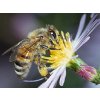 1 apis mellifera