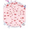 PI3K Akt mTOR signaling