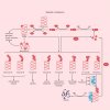 Ubiquitination (1)