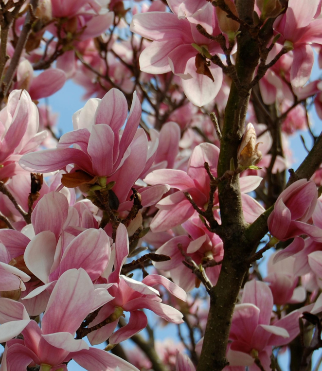 Krása pomíjivého/pomíjivá krása
