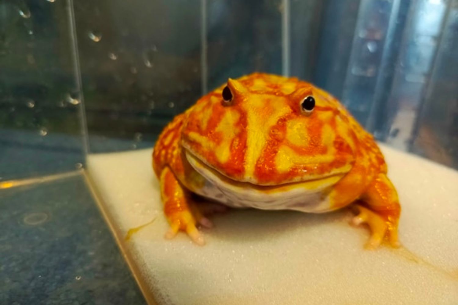 Široké použití molitanu