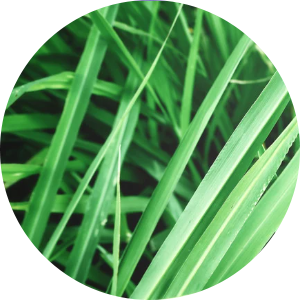 Vetiver