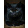5D Diamond Painting Black Cat Full Diamond Mosaic Rhinestones Art Wall Decor Animal Cross Stitch Embroidery.jpg 640x640.jpg (7)