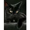 5D Diamond Painting Black Cat Full Diamond Mosaic Rhinestones Art Wall Decor Animal Cross Stitch Embroidery.jpg 640x640.jpg (10)