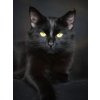5D Diamond Painting Black Cat Full Diamond Mosaic Rhinestones Art Wall Decor Animal Cross Stitch Embroidery.jpg 640x640.jpg