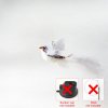 Handfree Bird Feather Cat Wand with Bell Powerful Suction Cup Interactive Toys for Cats Kitten Hunting.jpg 640x640.jpg (3)