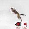 Handfree Bird Feather Cat Wand with Bell Powerful Suction Cup Interactive Toys for Cats Kitten Hunting.jpg 640x640.jpg (4)