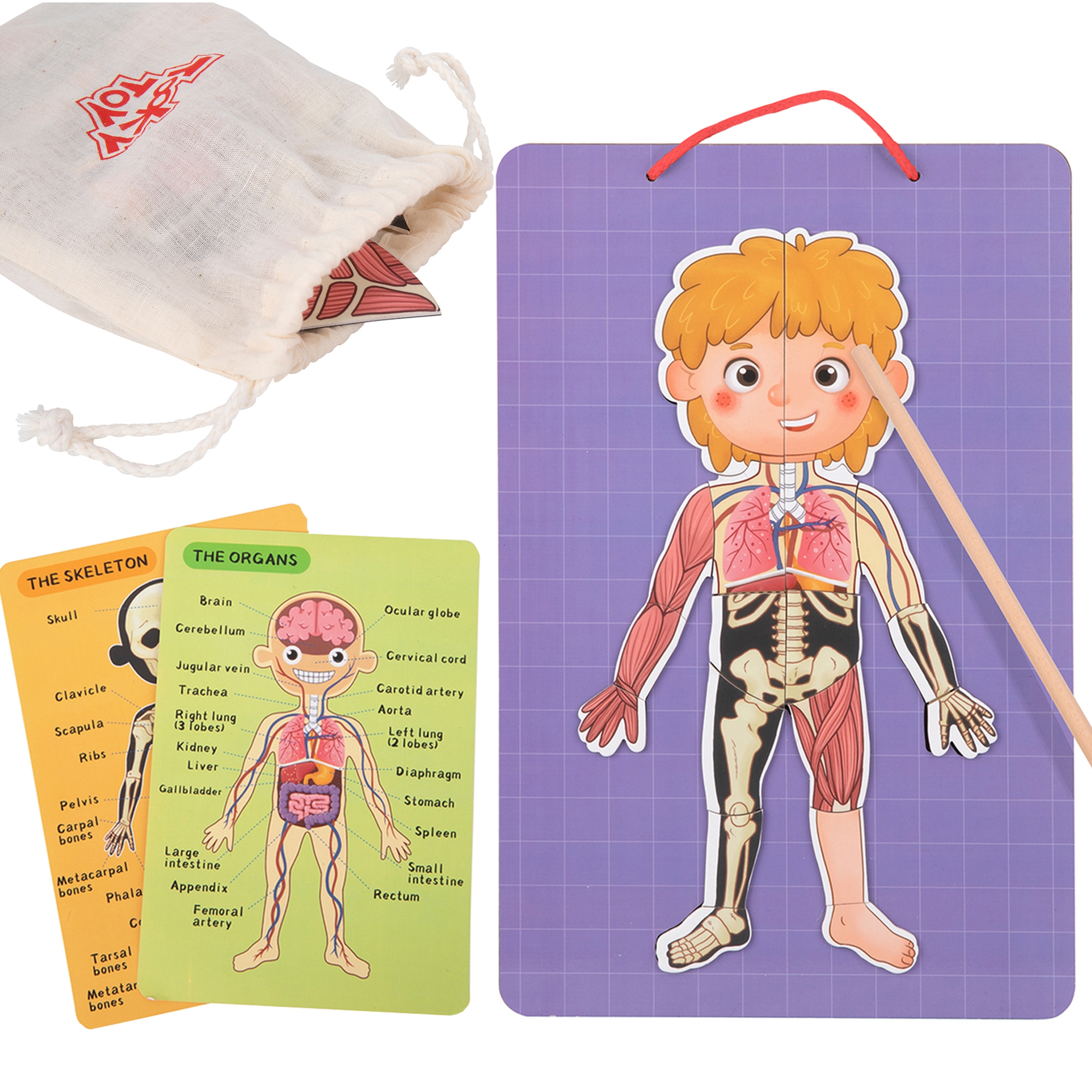 Tooky Toy Dřevěná Montessori magnetická Anatomie lidského těla Tooky