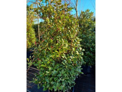Photinia fraseri Carre Rouge Compacta