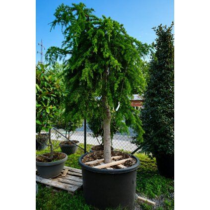 CEDRUS DEODORA PENDULA - CEDR HIMALAJSKÝ