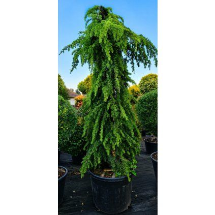 CEDRUS DEODORA PENDULA - CEDR HIMALÁJSKÝ