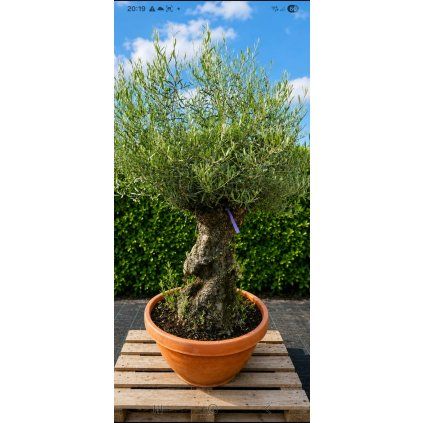 OLEA EUROPAEA - OLIVOVNÍK EVROPSKÝ