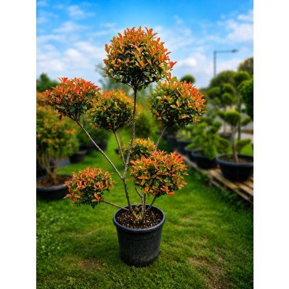 PHOTINIA FRASERI ROBUSTA COMPACTA - BLÝSKAVKA