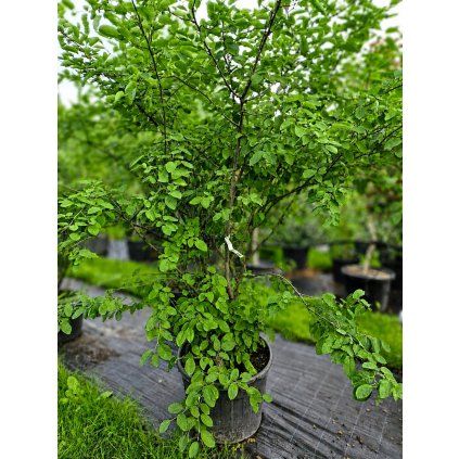 AMELANCHIER LAMARCKII - MUCHOVNÍK