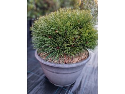 Pinus nigra 'Marie Bregeon'