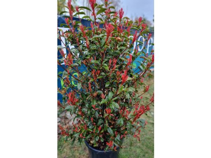 Photinia