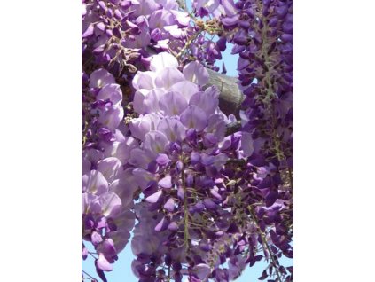 Wisteria brachybotrys Iko YamaFuji Glicine Vaso 19cm