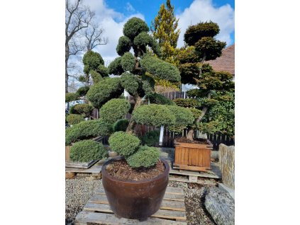 juniperus bonsai