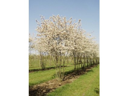 Amelanchier lamarckii spring flowers 563x768