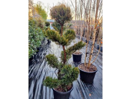 Cupressocyparis leylandii Castlewellan Bonsai