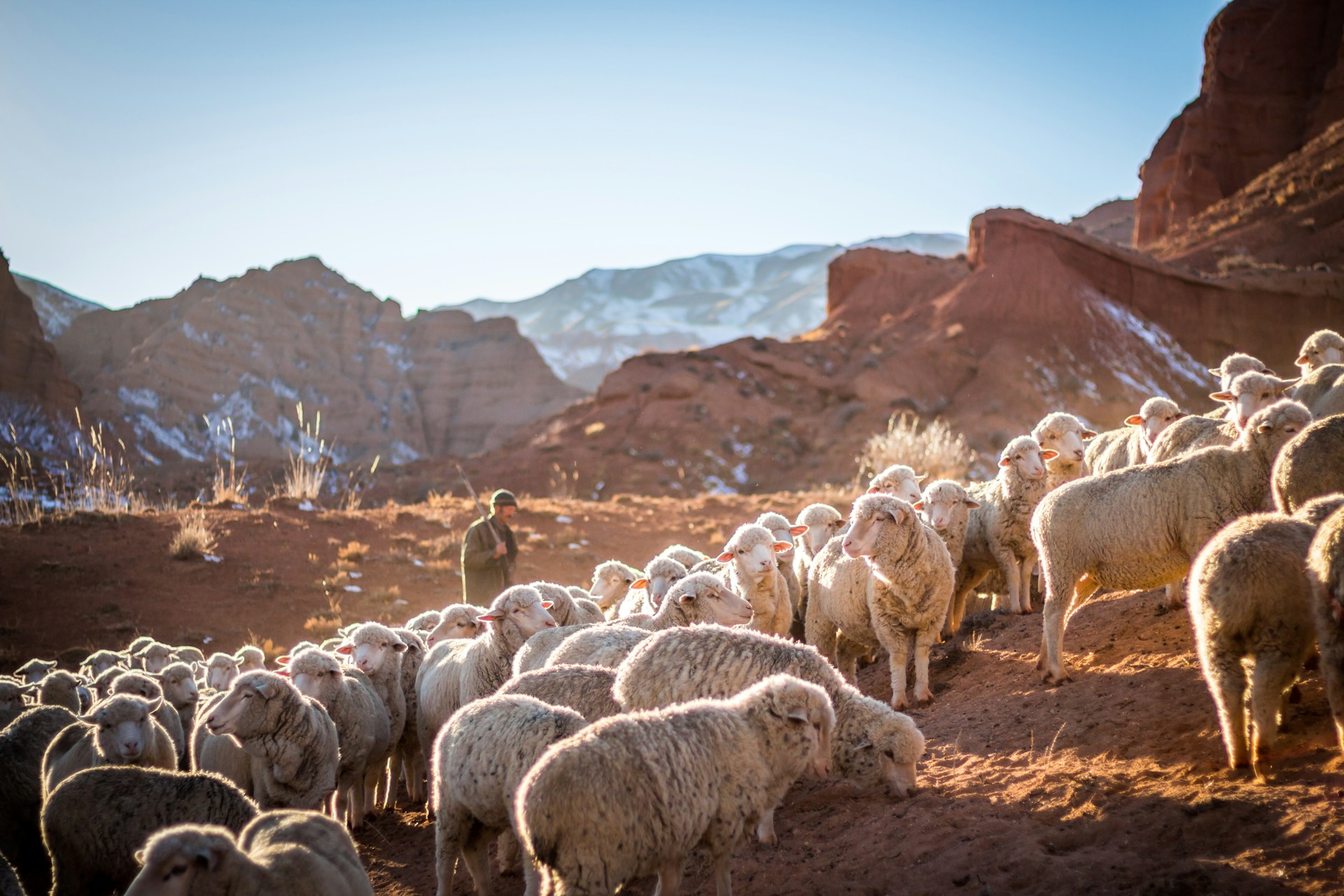 merino-vlna-mulesing-free